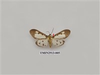 藏品(夜蛾7)的圖片